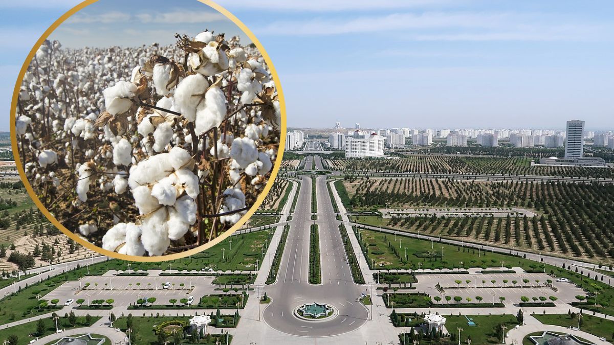 Pracownicy budżetówki w Turkmenistanu, włączając nauczycieli i lekarzy, zostali zmuszeni do przerwania urlopów i pracy przy zbiorze bawełny