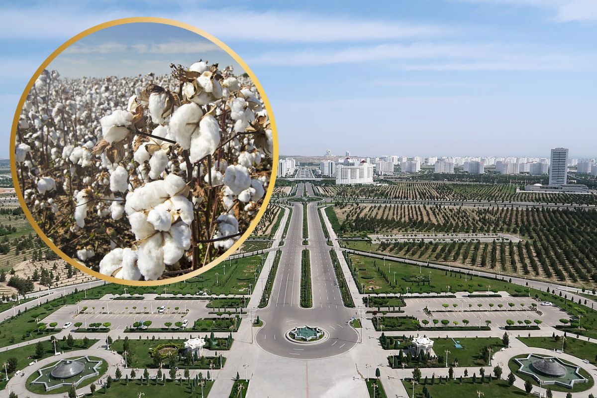 Government workers in Turkmenistan were forced into harsh cotton labour