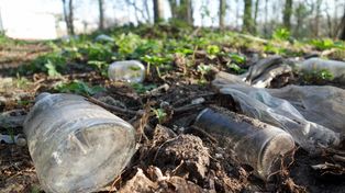 Nawet 110 tys. ton. Plaga w polskich lasach. Apelują do rządu