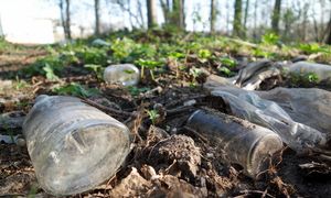 Nawet 110 tys. ton. Plaga w polskich lasach. Apelują do rządu