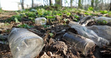 Nawet 110 tys. ton szkła. Plaga w lasach. Apelują ws. systemu kaucyjnego