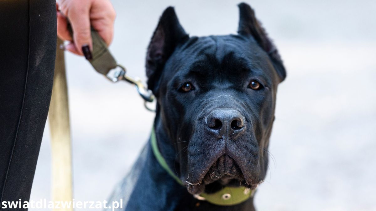 Rasy psów które nie nadają się dla początkujących opiekunów