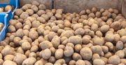 Załamanie na rynku ziemniaka. "Magazyny są zapchane"