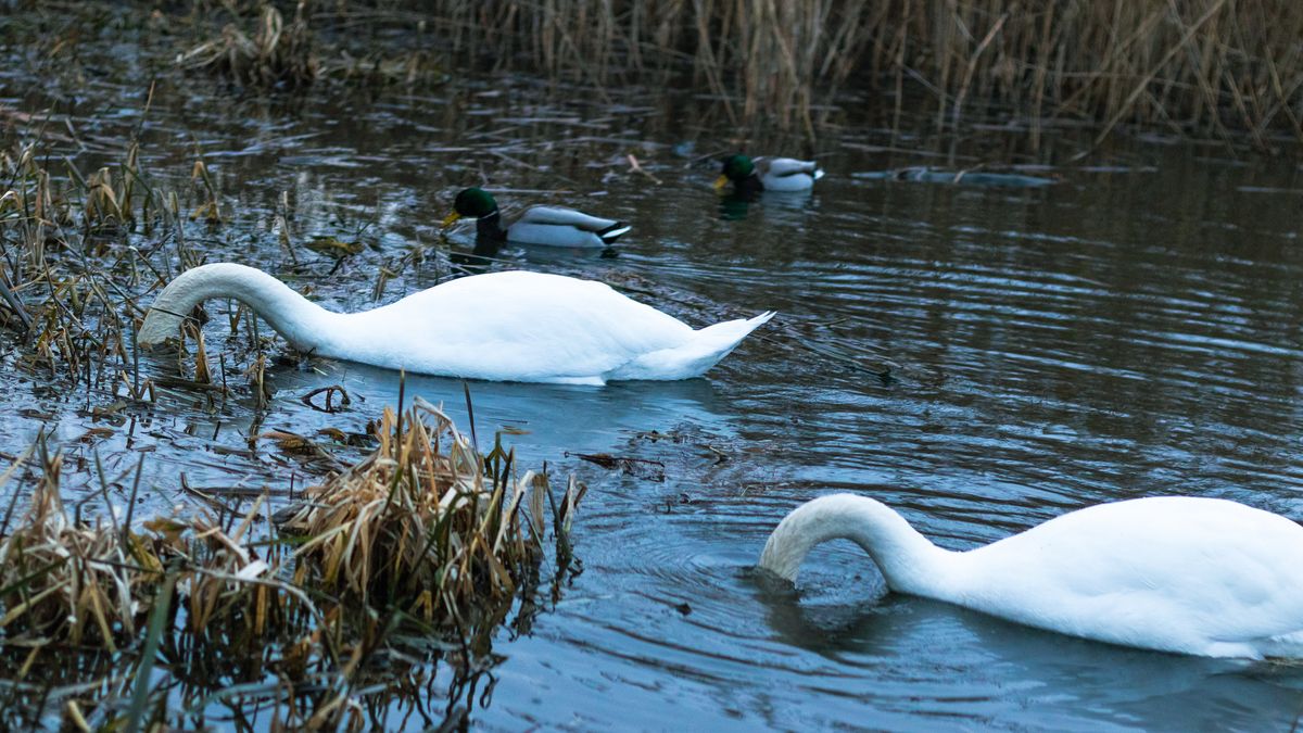Koszmarne odkrycie w rejonie zbiornika Racibórz Dolny