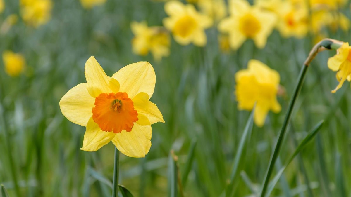 Jaka będzie pogoda na Wielkanoc 2025? 