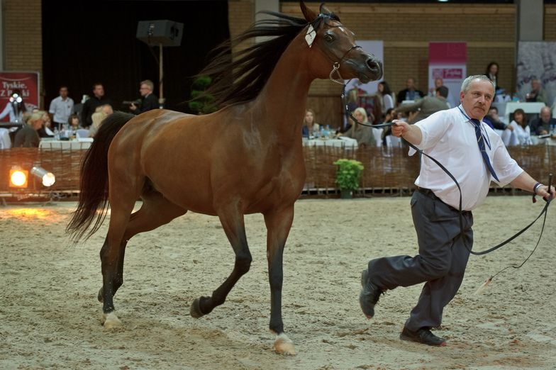 Minister rolnictwa tłumaczy zwolnienia prezesów stadnin