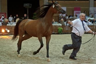 Aukcja koni arabskich. 440 tys. euro za klacz Ejrene