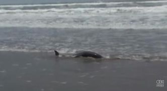 Ponad 400 martwych delfinów u wybrzeży Pacyfiku