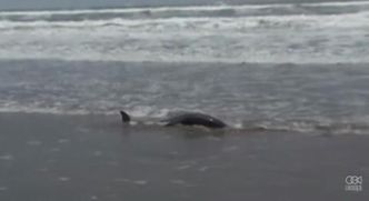 Ponad 400 martwych delfinów u wybrzeży Pacyfiku