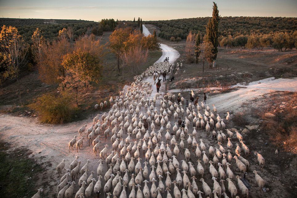 Zobaczcie najlepsze zdjęcia zgłoszone w konkursie Environmental Photographer of the Year 2016 1