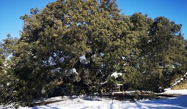 Śląsk. Trochę lipa z tą lipą…dopiero na piątym miejscu