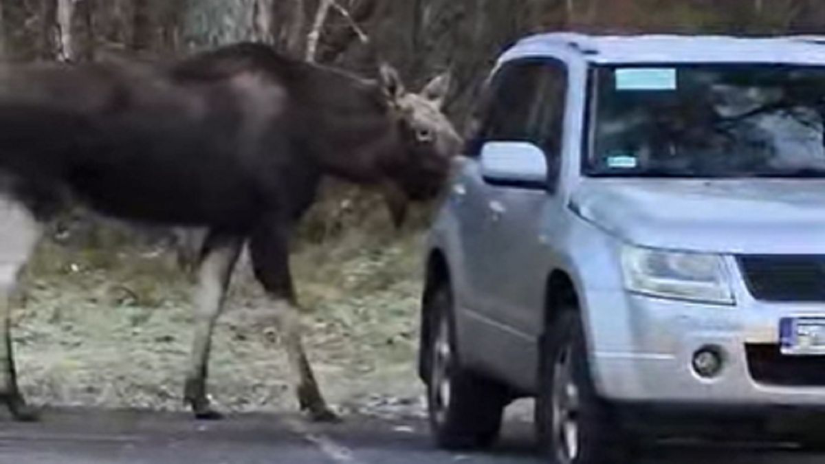 Łoś odwiedził ośrodek 