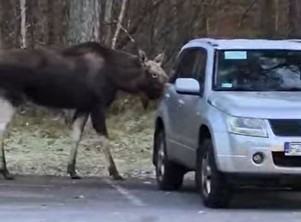 Taki widok na parkingu. Leśnicy aż przecierali oczy ze zdumienia