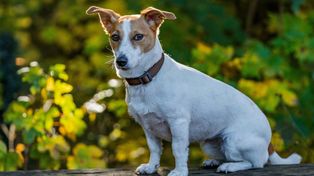 Głuchota u psów. Te rasy są najczęściej narażone