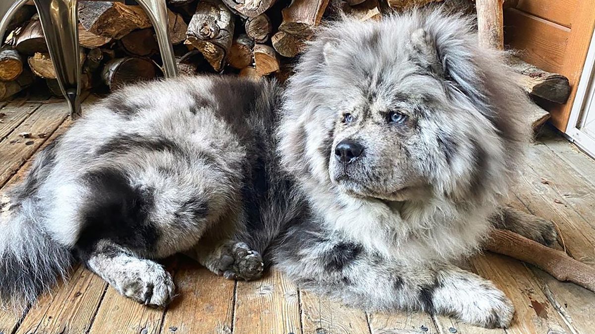 Pies typu "chmurka oreo" podbija serca internautów 1