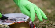 Najbardziej śmierdzący przysmak na świecie? Oto sfermentowane śledzie
