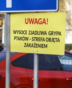 Koniec spekulacji. KE decyduje ws. ptasiej grypy w Polsce