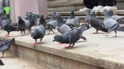 Jak nam szkodzą odchody gołębi?