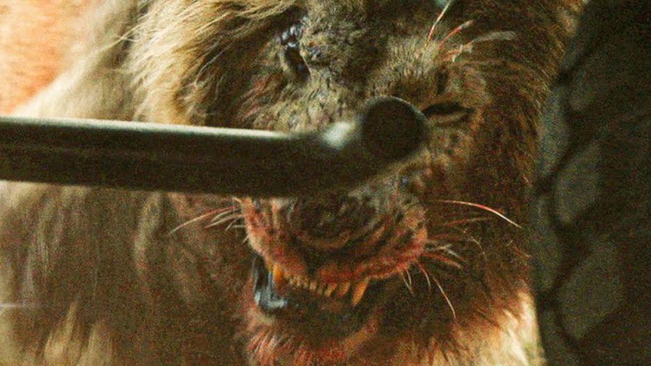 "Bestia" ukazała się na DVD i Blu-ray
