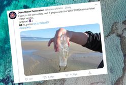 Wagina Tetydy. Dziwny mieszkaniec oceanu