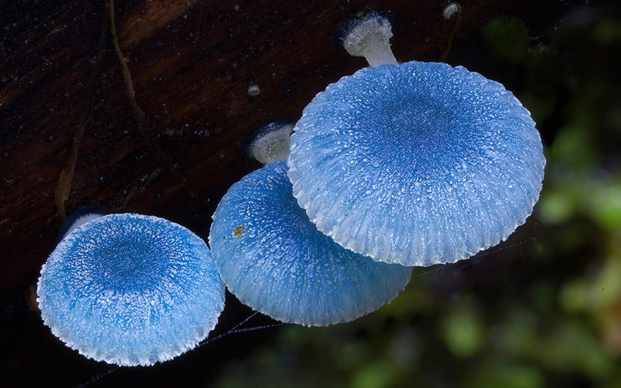 Magiczny świat australijskich grzybków sfotografowany przez Steve'a Axforda 24