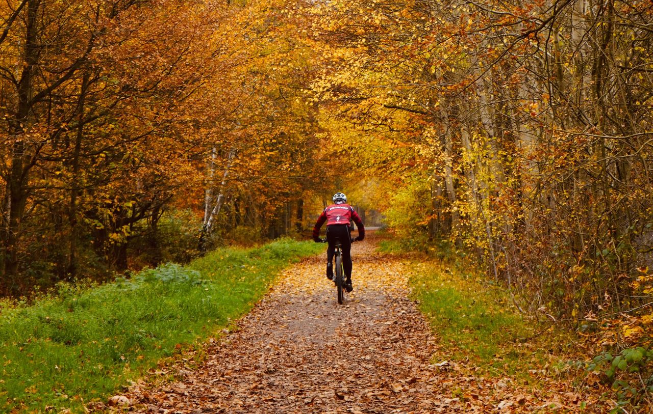 Jesienny rajd Akademii Muzycznej. Rowerzyści przejadą Doliną Cybiny, przez Uzarzewo i Puszczę Zielonkę