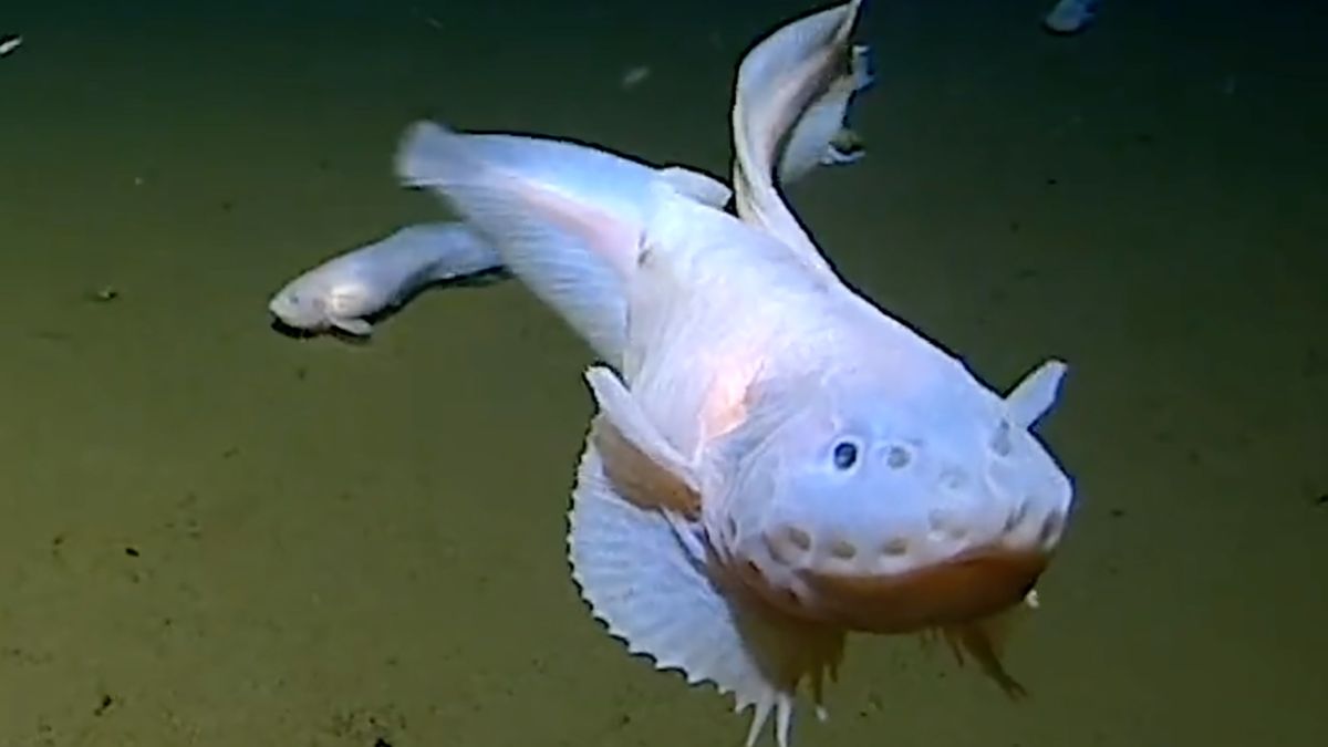 Oto najgłębiej żyjąca ryba, jaką udało się kiedykolwiek ująć.