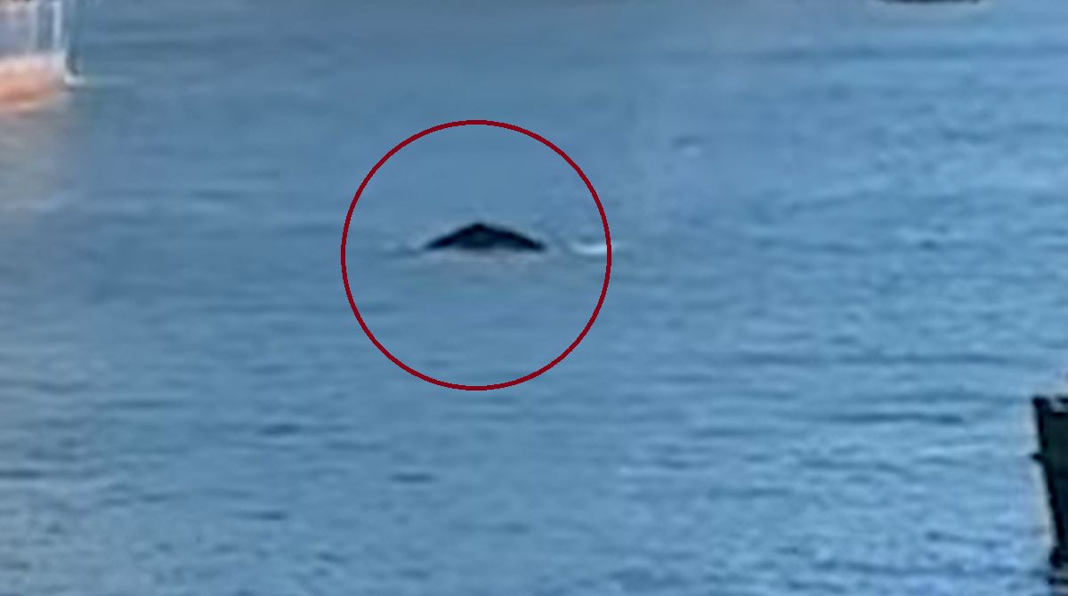 Wieloryb w centrum Sydney. Pojawiły się zakłócenia