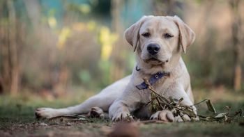 Labrador pomógł niewidomemu. Niezwykła historia z 2001 roku