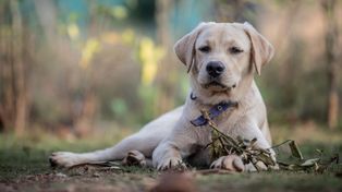 Labrador pomógł niewidomemu. Niezwykła historia z 2001 roku