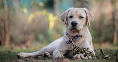 Labrador pomógł niewidomemu. Niezwykła historia z 2001 roku
