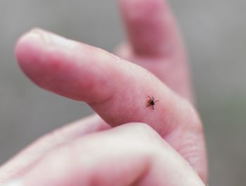 Gniezno: W lesie nie tylko grzyby! Sanepid przestrzega przed boreliozą. Wiemy, ile było zachorowań