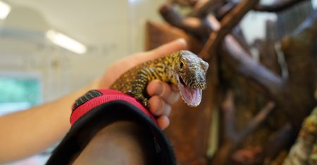 Pierwsze takie narodziny w polskim zoo. "Prawdziwa przyrodnicza sensacja"