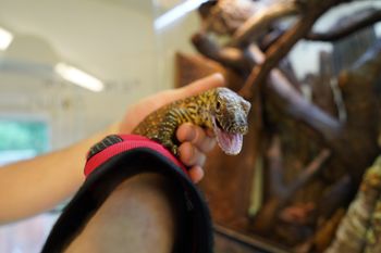 Pierwsze takie narodziny w polskim zoo. "Prawdziwa przyrodnicza sensacja"
