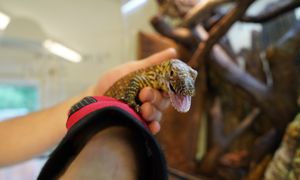 Pierwsze takie narodziny w polskim zoo. "Prawdziwa przyrodnicza sensacja"