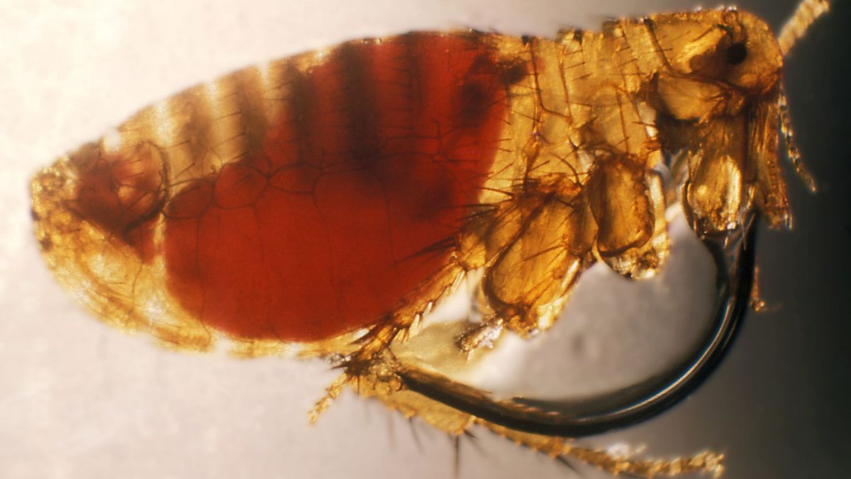 Dżuma została wykryta w stanie Kolorado w USA. Zarazę roznoszą zainfekowane pchły.