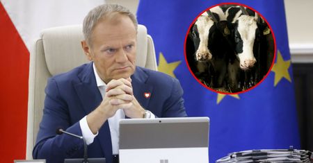 Pierwsze w kraju ognisko choroby niebieskiego języka. Reakcja rządu