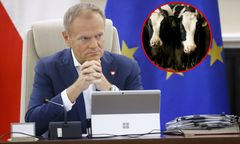 Pierwsze w kraju ognisko choroby niebieskiego języka. Reakcja rządu