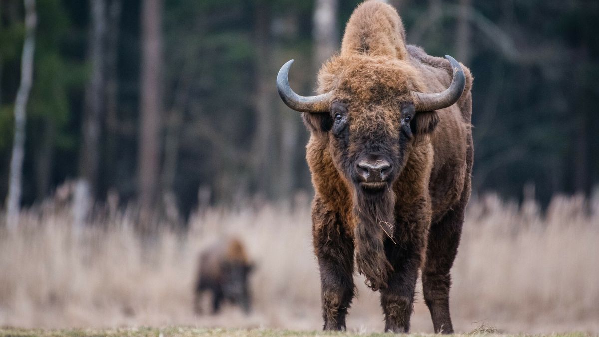 Żubr w Puszczy Białowieskiej (zdj. z 2016 r.) 