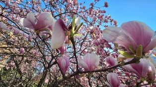 Arktyczne uderzenie nad Polską. Mapy jasno mówią, kiedy wróci prawdziwa wiosna