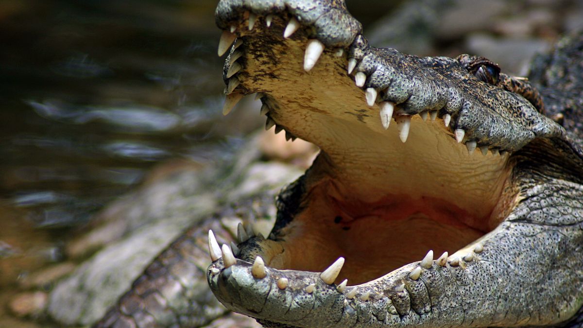 Australijczycy wyłowili z wody ogromnego gada (zdj. poglądowe)