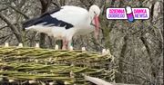 Nagrali bociana. "Poruszający". Już blisko 100 tys. wyświetleń