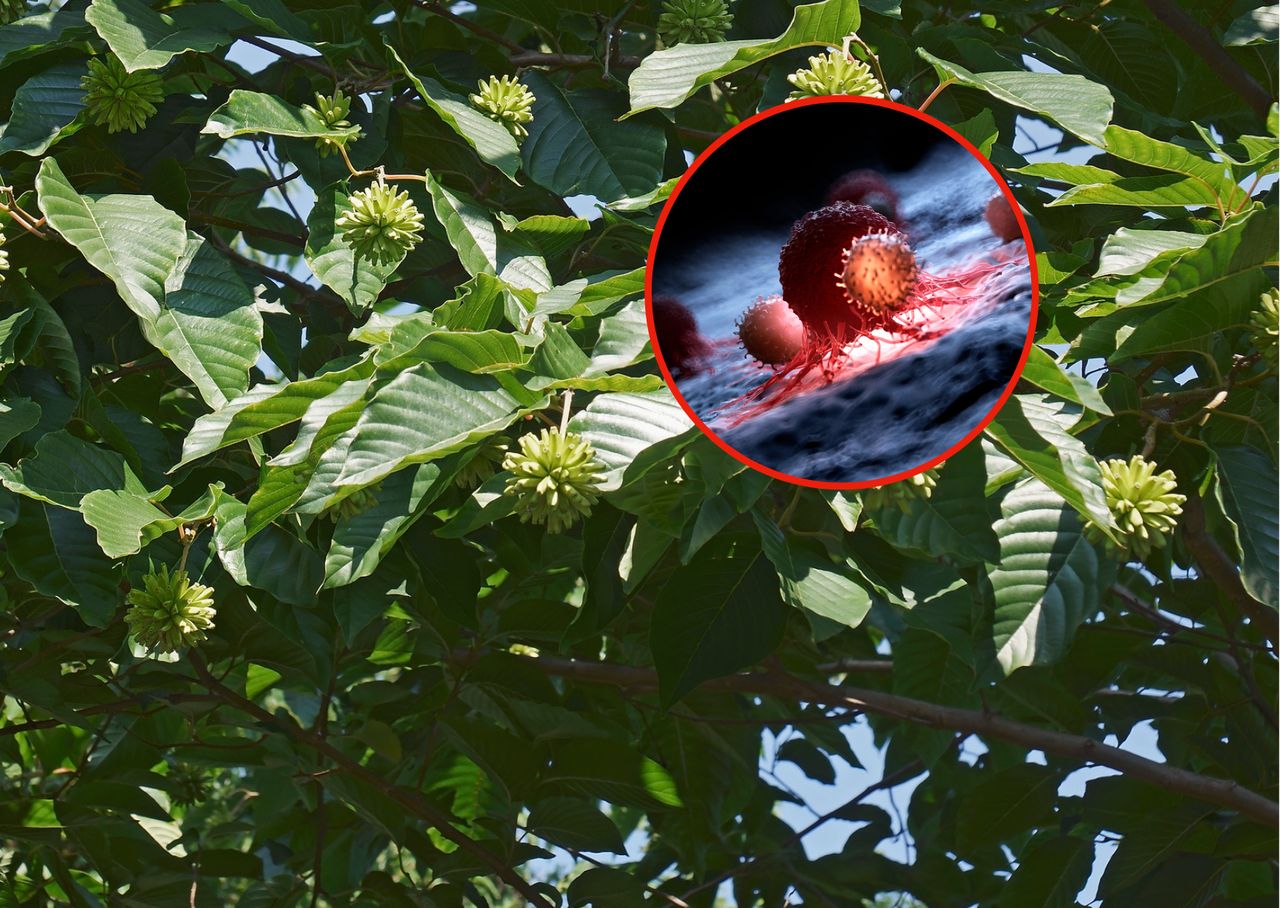 Unlocking cancer-fighting secrets of China's "Tree of Life"