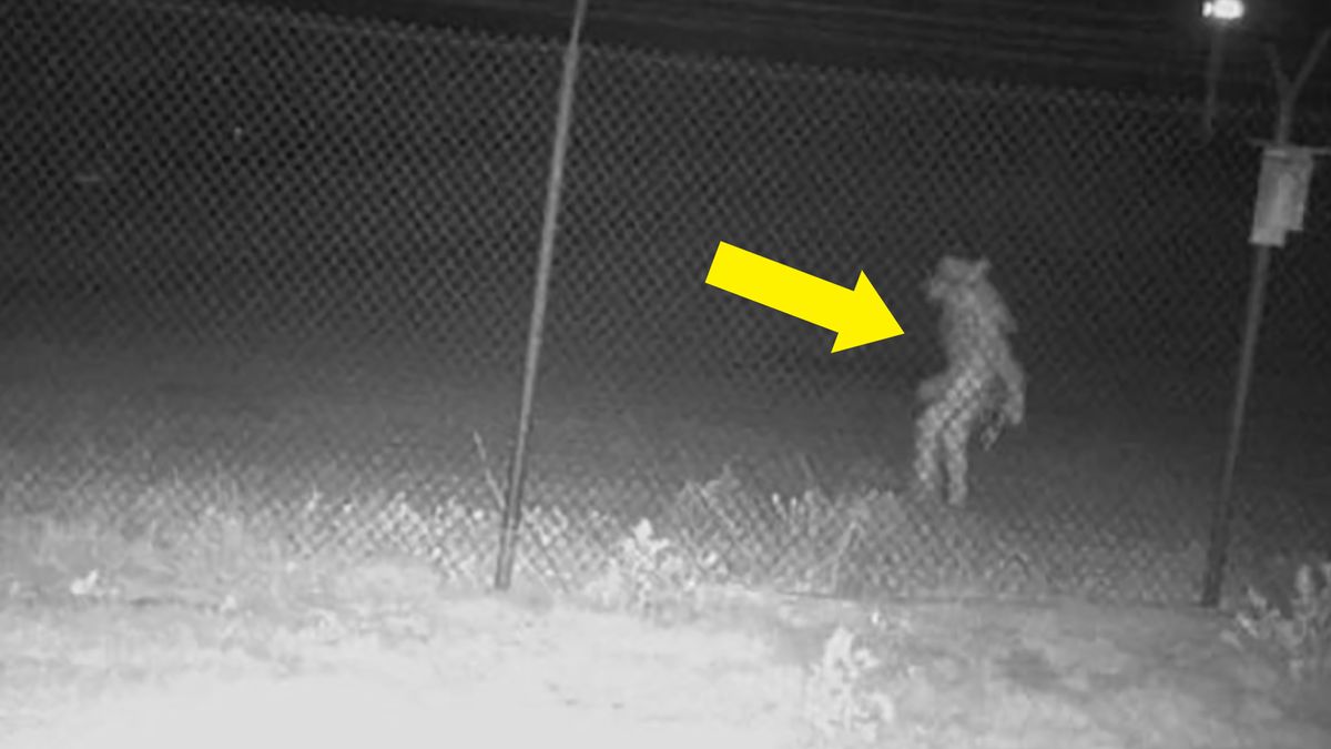 Kamera w teksańskim ZOO ujęła dziwne stworzenie pod płotem. Czy to wilkołak? 1