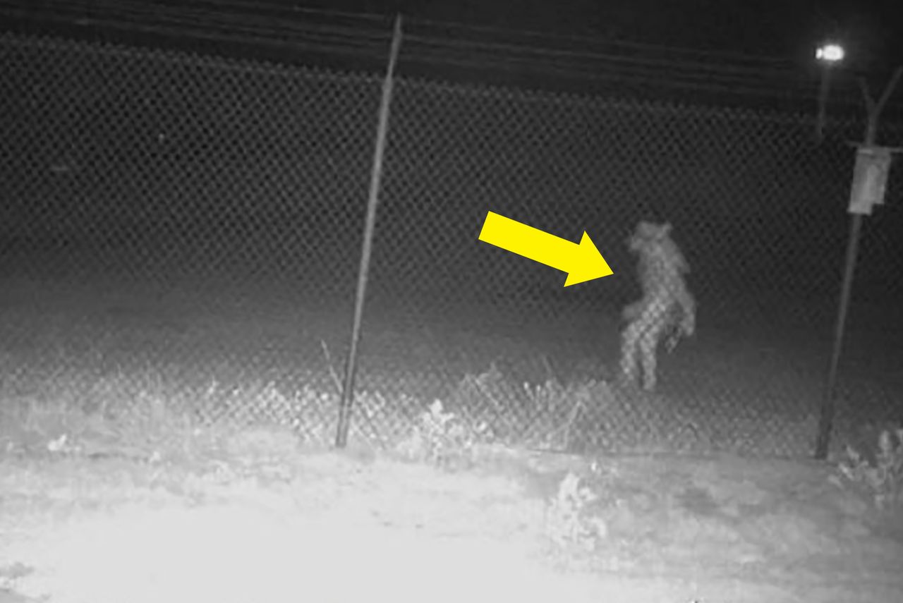 Kamera w teksańskim ZOO ujęła dziwne stworzenie pod płotem. Czy to wilkołak?