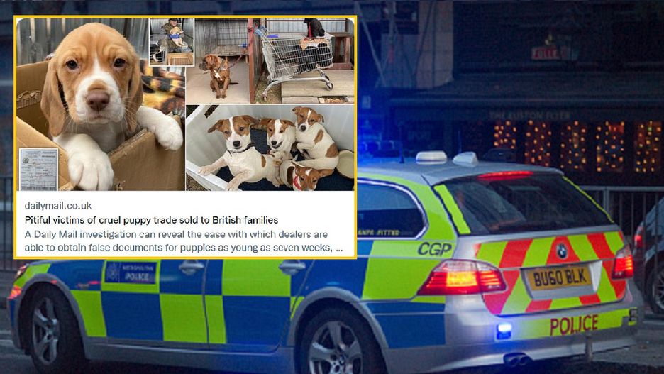 Pieski trafiły do Wielkiej Brytanii z Polski 