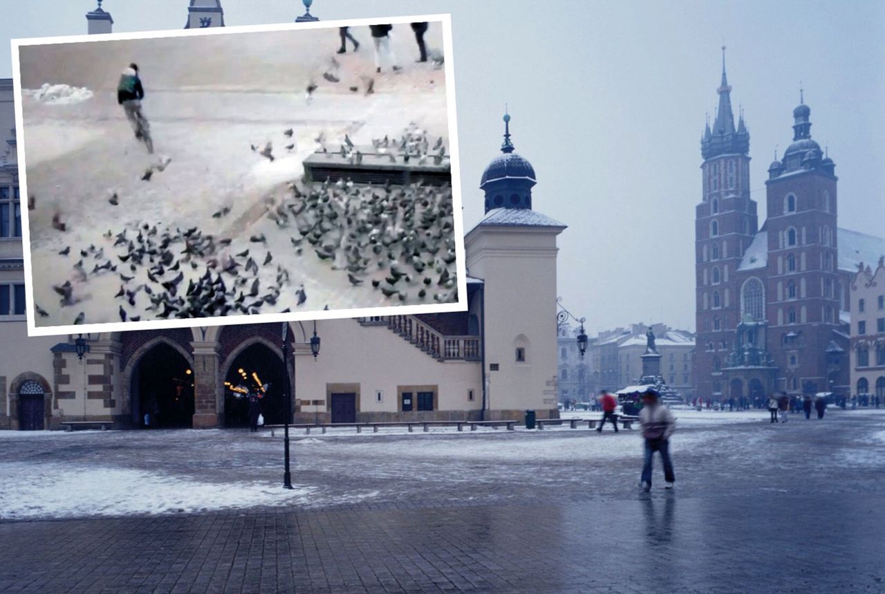 Kraków. Kurier odpowie za rozjechanie gołębi na Rynku Głównym