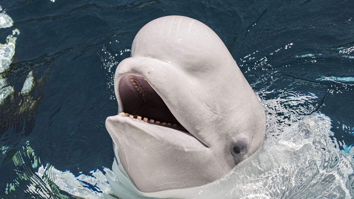 Wieloryb Bieługa szpieguje dla Rosji, ostatnio był widziany w Szwecji