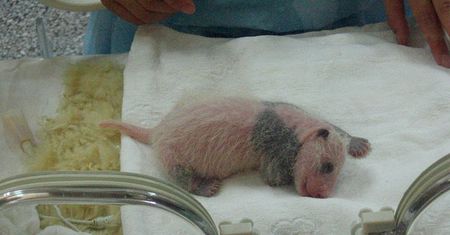 Dramat w tokijskim zoo. Mała panda nie żyje