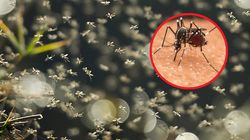 Komary atakują chmarami. To nie grupa krwi czy kolor ubrań przyciąga insekty